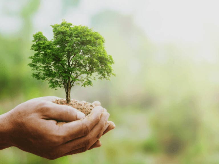 Una mano che regge un albero per simboleggiare un gesto ecologico